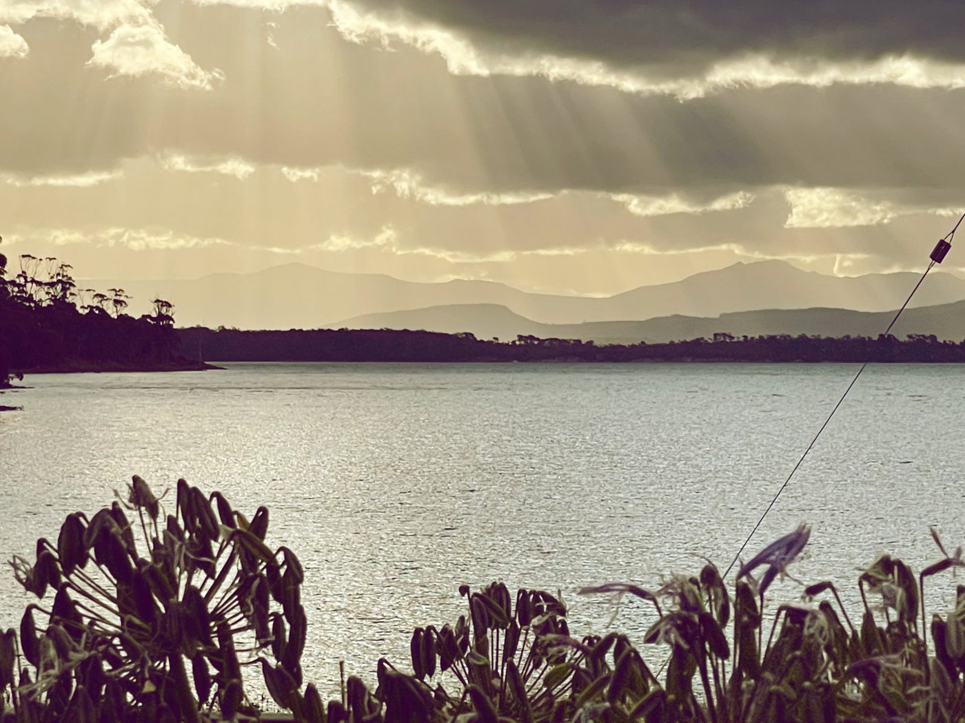 White wallaby on the property