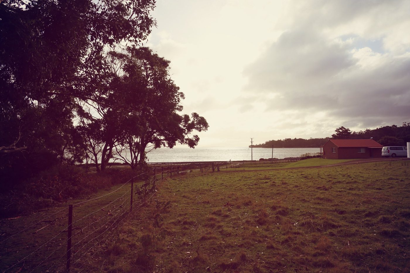Seabirds at dusk on the bay